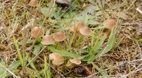 Bruinsnedemycena