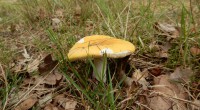 Gele berkenrussula