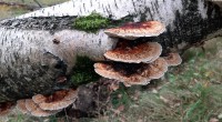 Roodporie houtzwam