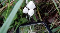 Smeerwortelmycena