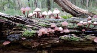 Grote bloedsteelmycena  2 