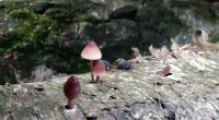 Grote bloedsteelmycena