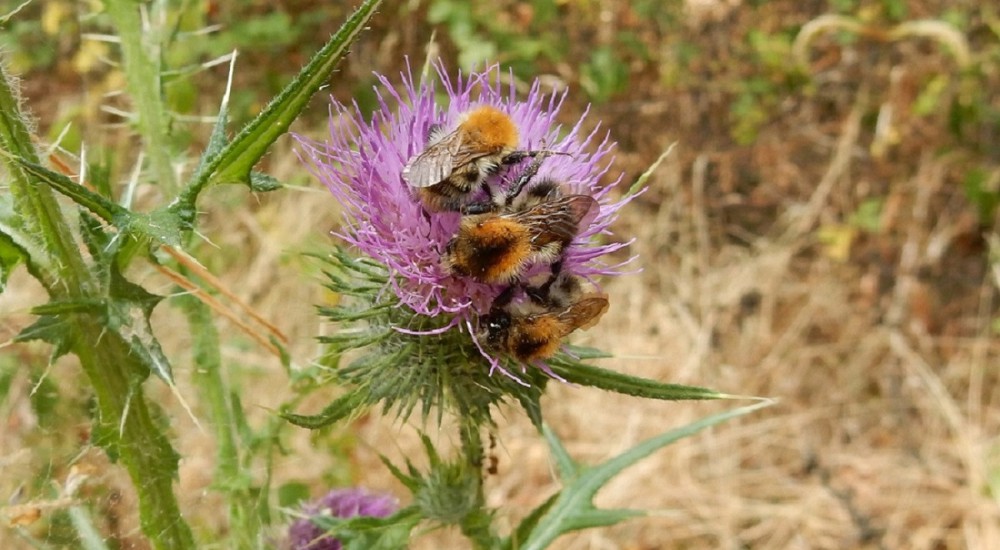 Akkerhommel Akkerhommel