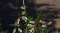 Blaassilene Blaassilene