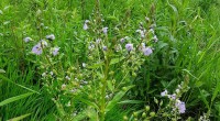 Blauwe waterereprijs Blauwe waterereprijs
