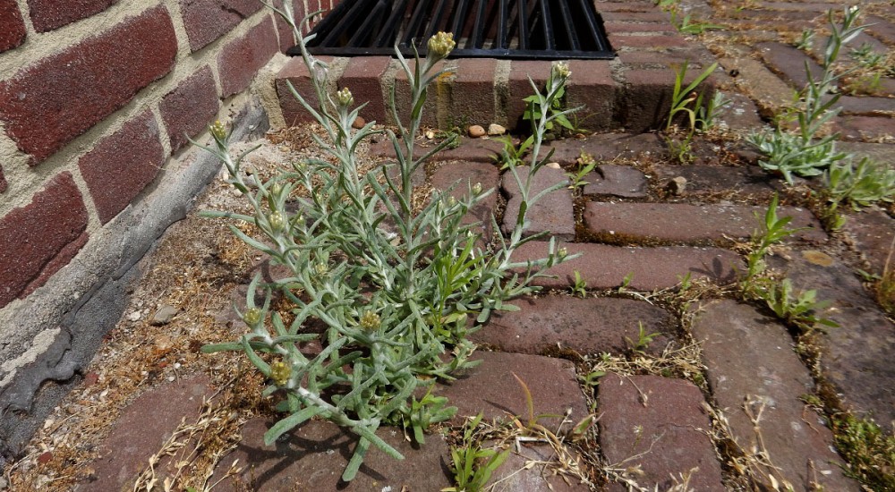 Bleekgele droogbloem Bleekgele droogbloem