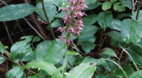 Breedbladige wespenorchis Breedbladige wespenorchis