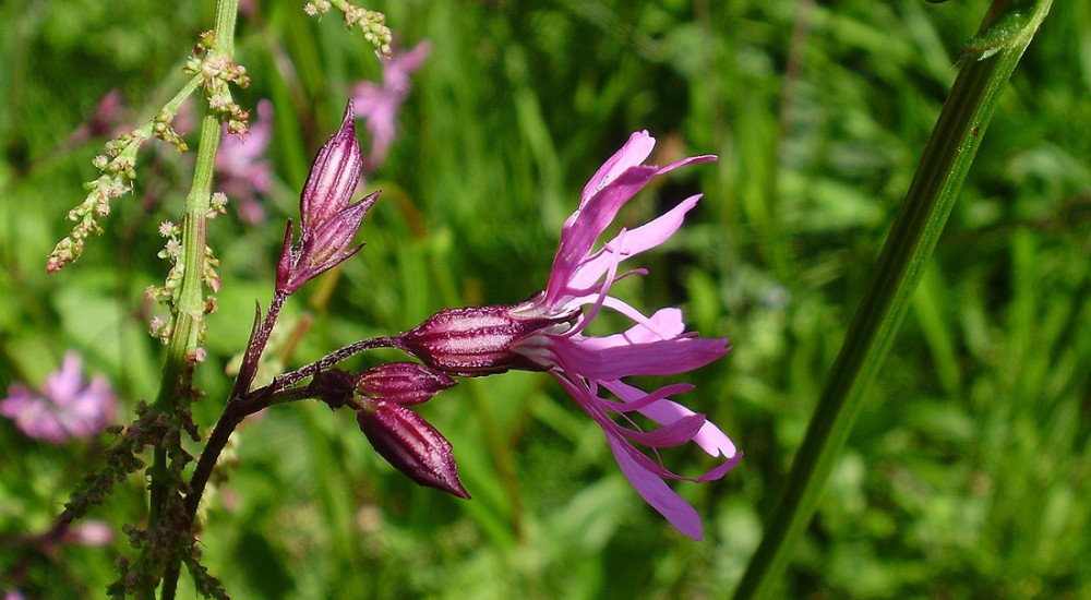 Dagkoekkoeksbloem Dagkoekkoeksbloem