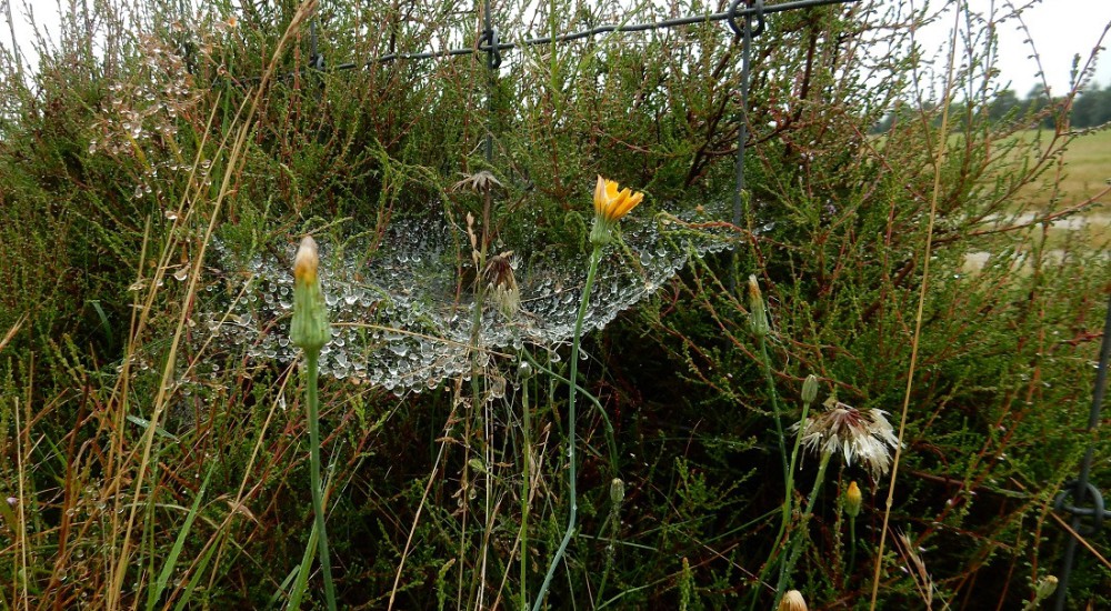 Gele  morgester hangweb Gele  morgester hangweb