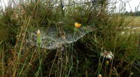 Gele  morgester hangweb Gele  morgester hangweb