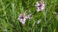 Gevlekte orchis  2  Gevlekte orchis  2
