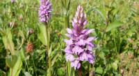 Gevlekte orchis Gevlekte orchis