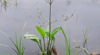Grote waterweegbree Grote waterweegbree