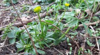 Gulden boterbloem Gulden boterbloem