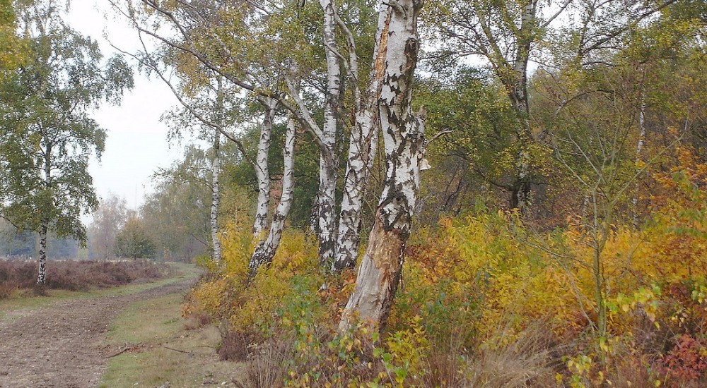 Herfstlandschap Herfstlandschap