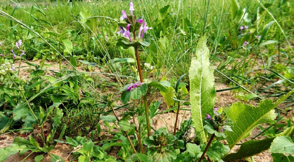 Hoenderbeet Hoenderbeet