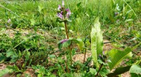 Hoenderbeet Hoenderbeet