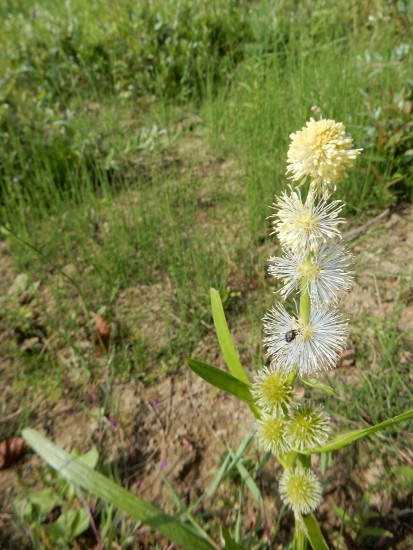Kleine egelskop Kleine egelskop
