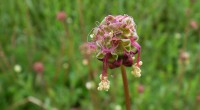 Kleine pimpernel Kleine pimpernel