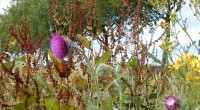 Kninkkende distel Kninkkende distel