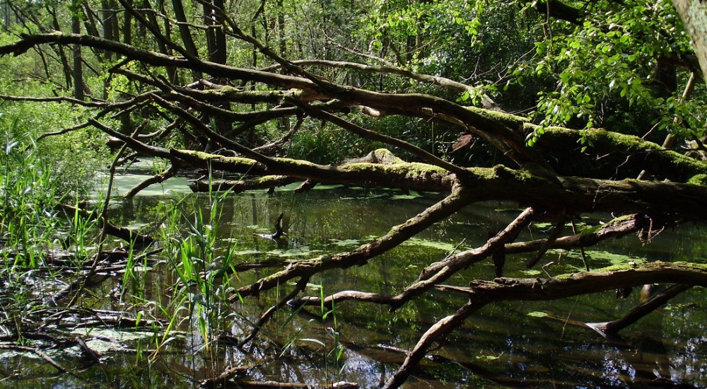 Koelbroek Koelbroek