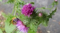 Kruldistel akkerhommel Kruldistel akkerhommel