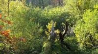 Landschap Landschap