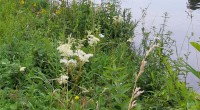Moerasspirea  2  Moerasspirea  2