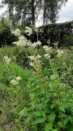Moerasspirea Moerasspirea