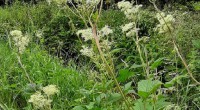 Moerasspirea Moerasspirea