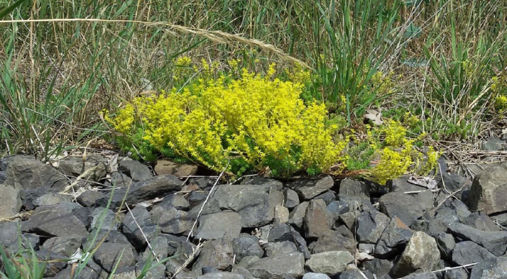 Muurpeper Muurpeper
