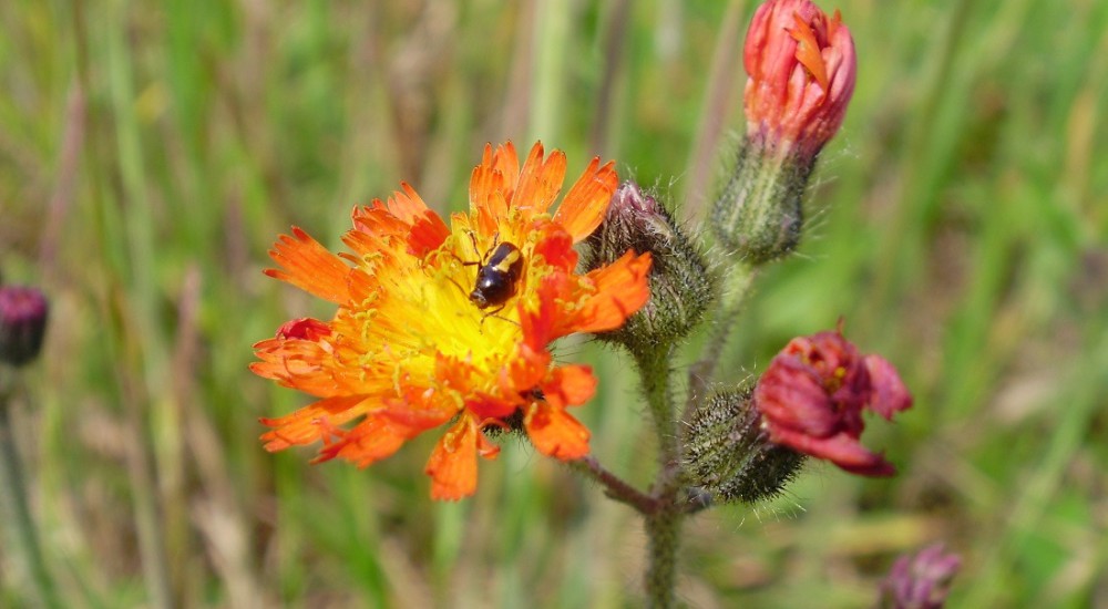 Oranje havikskruid Oranje havikskruid