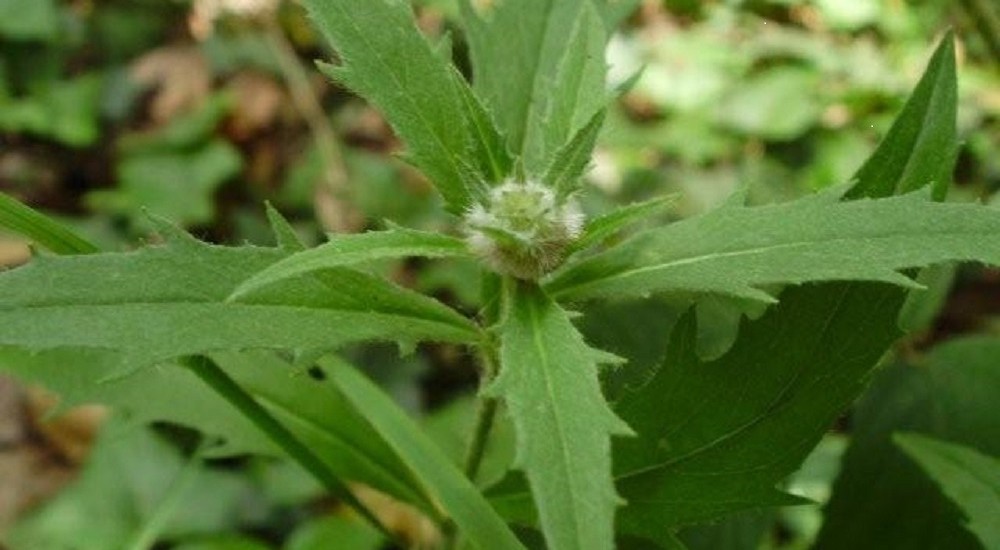 PLANT PLANT