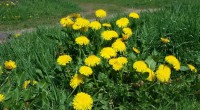Paardenbloem Paardenbloem