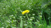Paardenbloem veldsla Paardenbloem veldsla
