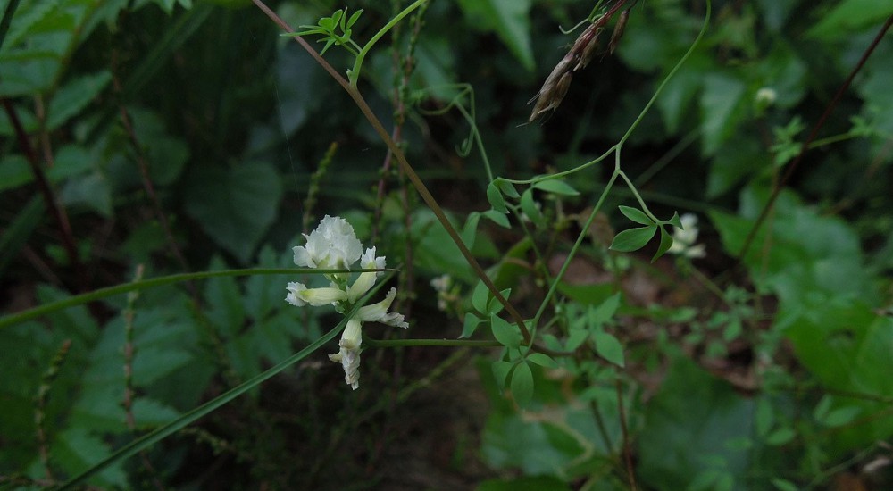 Rankende helmbloem Rankende helmbloem