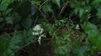 Rankende helmbloem Rankende helmbloem
