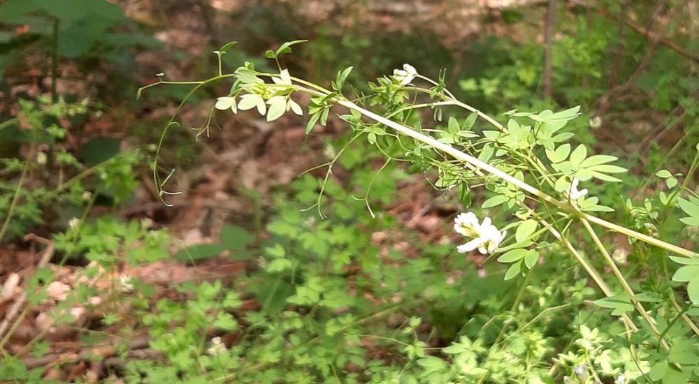 Rankende helmbloem2 Rankende helmbloem2