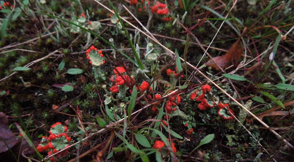 Rood bekermos Rood bekermos