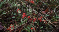 Rood bekermos Rood bekermos