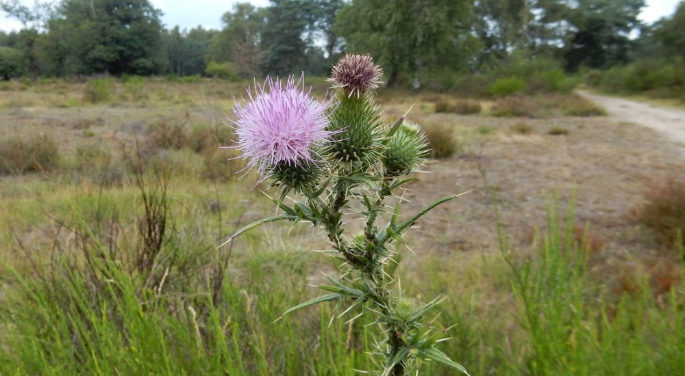 Speerdistel Speerdistel
