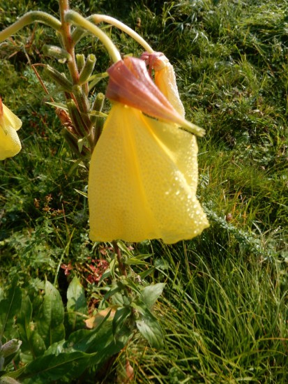 Teunisbloem Teunisbloem