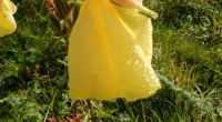Teunisbloem Teunisbloem