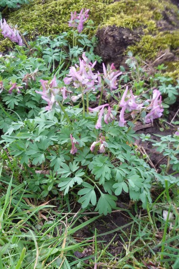 Vingerhelmbloem Vingerhelmbloem
