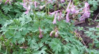 Vingerhelmbloem Vingerhelmbloem