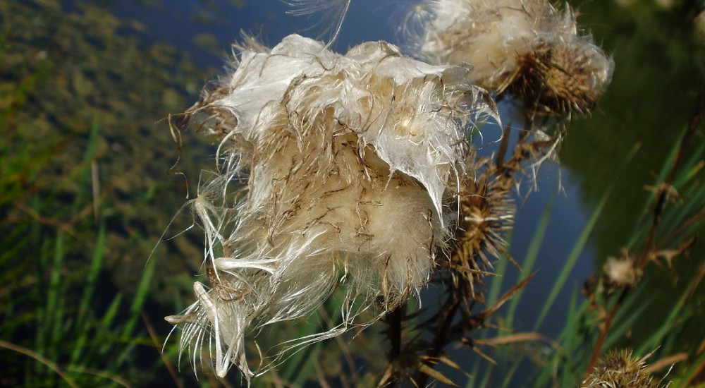 Zaadpluis distel Zaadpluis distel