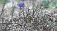 Zandblauwtje Zandblauwtje