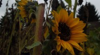 Zonnenbloem Zonnenbloem