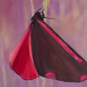 16 sint jacobsvlinder