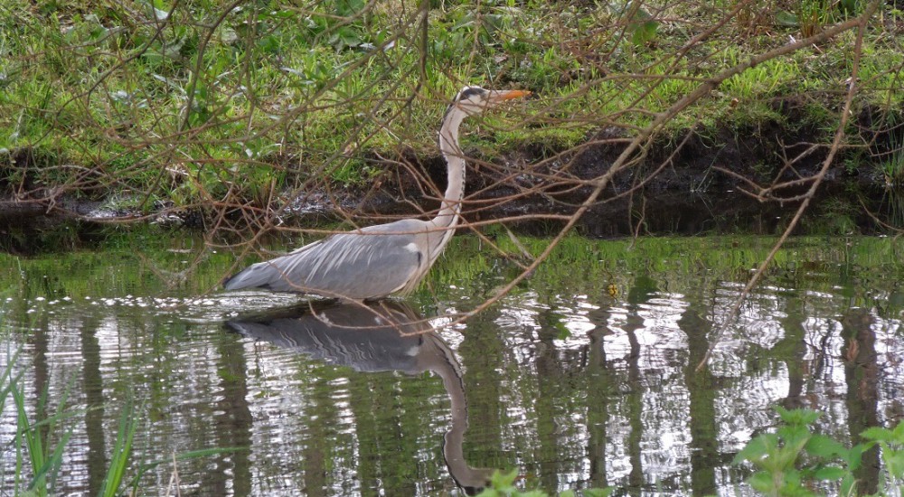 Blauwe reiger Blauwe reiger